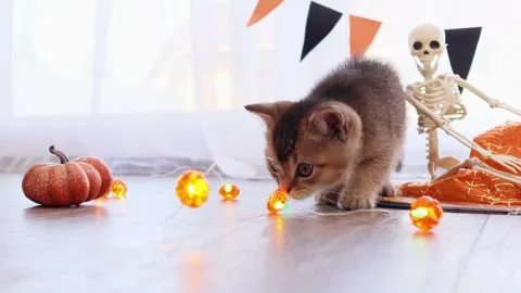 Playful Halloween kitten interacts with pumpkins and lights in festive home Stock Footage 345260063