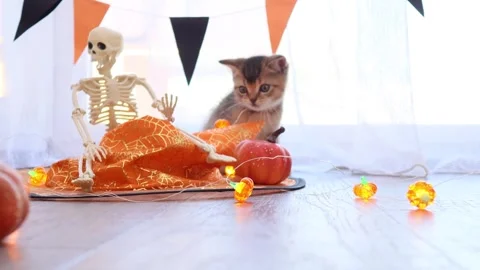 Playful Halloween kitten interacts with skeleton prop and pumpkin on a white Vídeos de archivo 345259950
