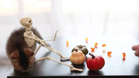 Playful Halloween kitten interacts with a tiny skeleton on a tabletop display Stock Footage 345261661