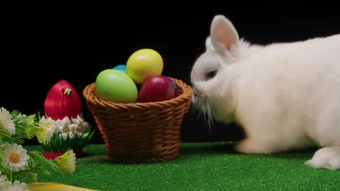 Playful hare inspects bright eggs nestled among gentle spring leaves Stock Footage 330474706