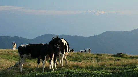 Playful Holstein Video stock 324883839