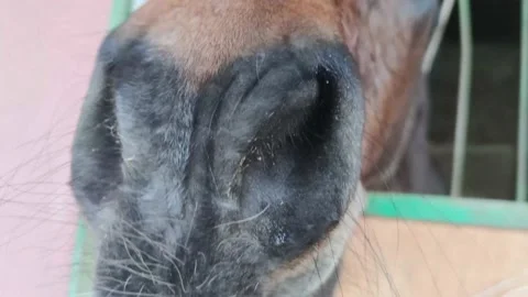 Playful Horse Behavior in the Stable. Brown Greyhound Beautiful Horse. Stock Footage 194363709