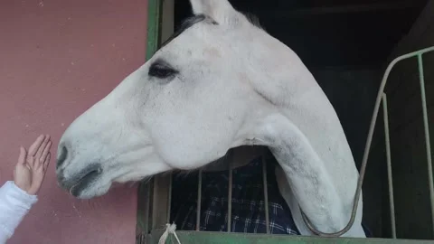 Playful Horse Behavior in the Stable. White Beautiful Horse. Stock Footage 194363347