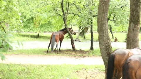 Playful horse 스톡 동영상 51364472