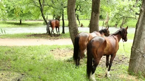 Playful horse 스톡 동영상 51364475
