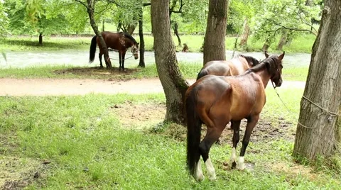 Playful horse Video stock 51364499