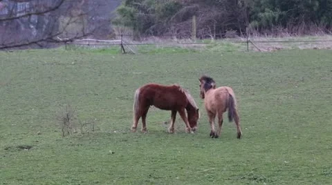 Playful Horses Stock Footage 22428562