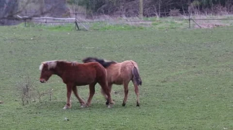 Playful Horses Stock Footage 22428573