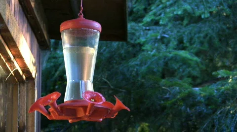 Playful hummingbirds at feeder Stock Footage