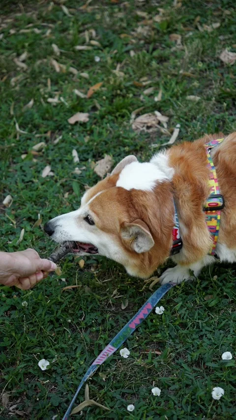 Playful interaction between people and pets highlights trust, exercise and Stock Footage 341247363