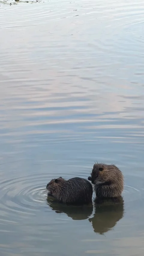 Playful interaction between two coypus with one stretching its paw in the wat Stock Footage 347673089