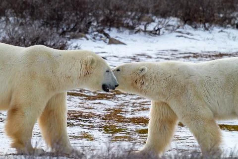 Playful Interaction Between Two Polar Bears on Snowy Tundra Stock Photos