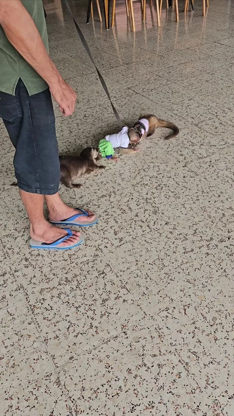 Playful Interaction Between young Otter and baby monkey Stock Footage 291620281