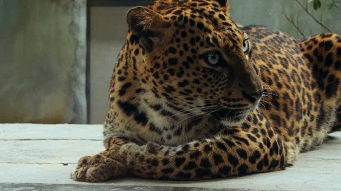 Playful Jaguar Close Up Stock Footage 93054546