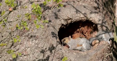 Playful juvenile Eastern grey squirrels emerging from tree nest hole Stock Footage 334574242