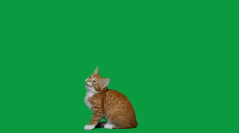 Playful kitten attacks the green screen Stock-Footage 54650075