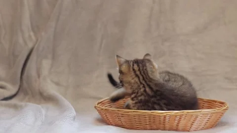 Playful kitten in a basket Stock Footage 246623299