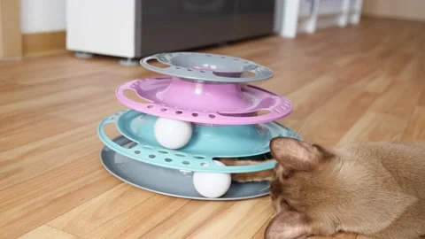 Playful kitten captured in action playing with toy. Adorable feline showcases Stock-Footage 233016432
