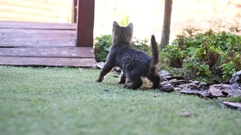 Playful kitten chasing small ball near garden stones and wooden bridge in sunny Stock Footage 330940136