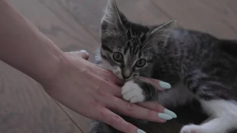 A Playful Kitten Engaging with a Human Hand, Creating a Joyful and Adorable Stock Footage 304729249