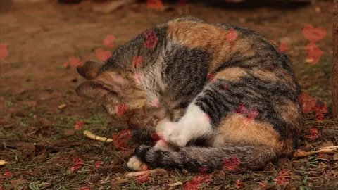 Playful Kitten with Flying Red Hearts on Romantic Background - Cute Pet Video Stock Footage 330241663