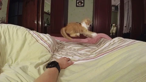 Playful kitten Stock Footage 122600201