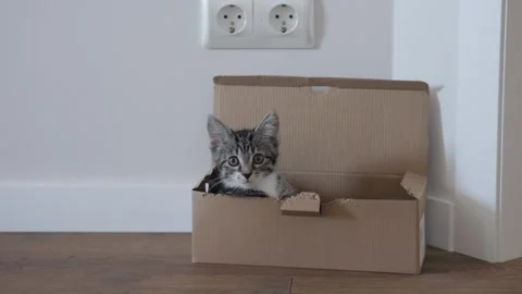 A Playful Kitten Joyfully Exploring a Cozy Cardboard Box in its Comfortable Home Stock Footage 304729203