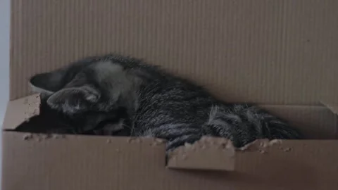 A Playful Kitten Joyfully Exploring Inside a Large Cardboard Box in Its Cozy Stock Footage 304729176