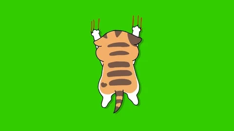 Playful Kitten Jumping and Scratching - Green Screen Stock Footage 282772332