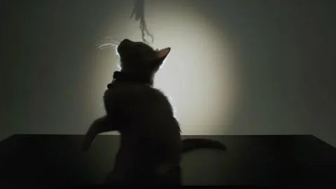 Playful kitten, kitty messing around, pets, cat playing with toys Stock Footage 262064427