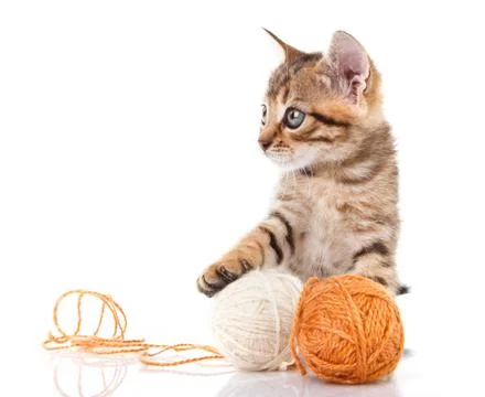 Playful  kitten Stock Photos