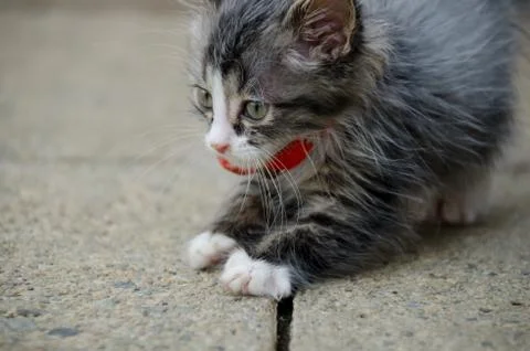 Playful kitten Stock Photos