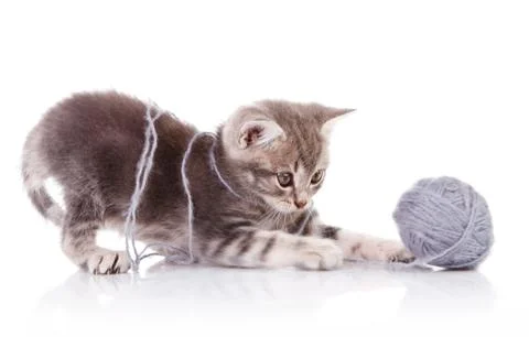 Playful  kitten Stock Photos