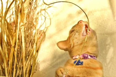 Playful kitten Stock Photos