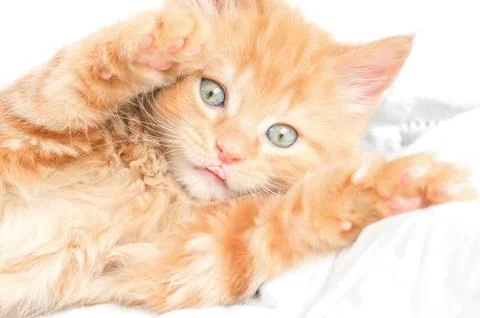 Playful kitten Stock Photos