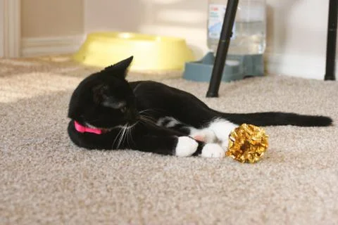 Playful Kitten 스톡 사진