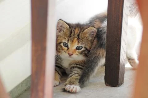 Playful kitten Stock Photos