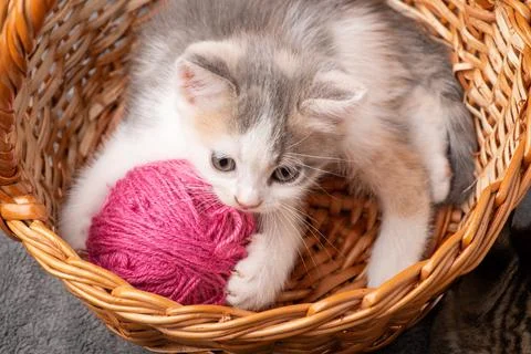 Playful kitten Stock Photos