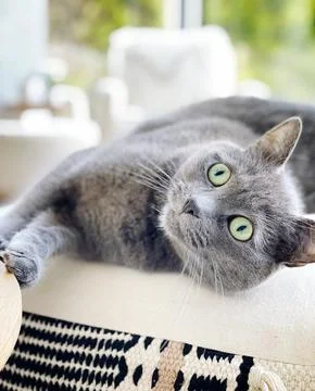 Playful kitten Stock Photos