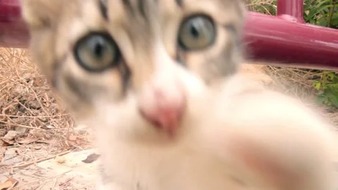 Playful kitten playing at Camera with its paws Stock Footage 234829754