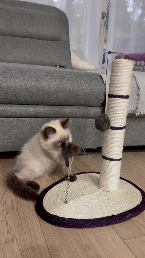 Playful kitten playing at home vertical Stock Footage 319409899