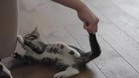 A Playful Kitten Running and Rolling on a Wooden Floor Engaging with Human Video stock 304729210