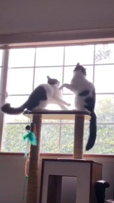 Playful Kitten Siblings on Cat Tree with Expressive Tail Movement Slow Motion Vídeos de archivo 333635771