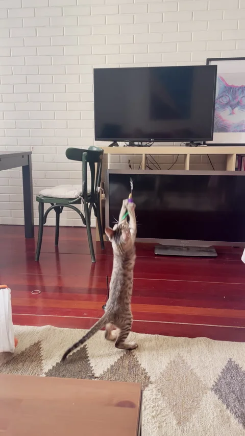 Playful Kitten Standing Up Attacking Toy Stock Footage 330242986