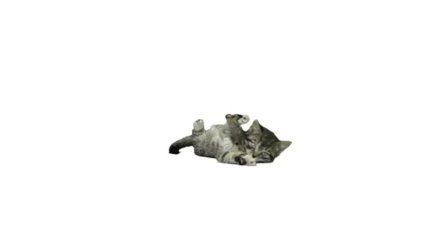 Playful kitten on white background Stock Footage 239069254