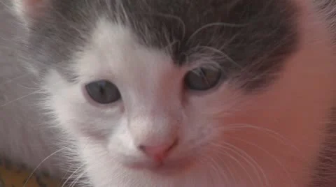 Playful kittens and curious Stock-Footage 11701195