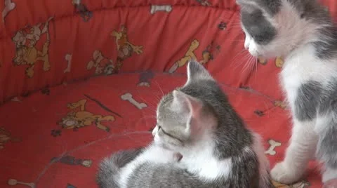 Playful kittens and curious 库存影片 11703353