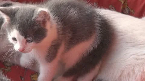 Playful kittens and curious 스톡 동영상 11703393