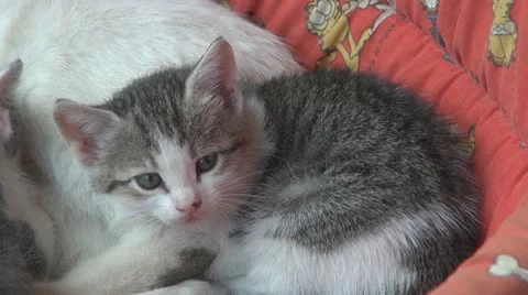 Playful kittens and curious Видео 11703413