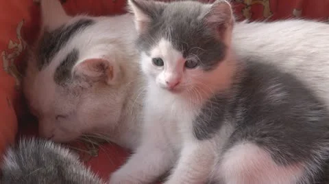Playful kittens and curious Видео 11703493